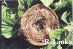 Rolanka bulk coir - coco fiber